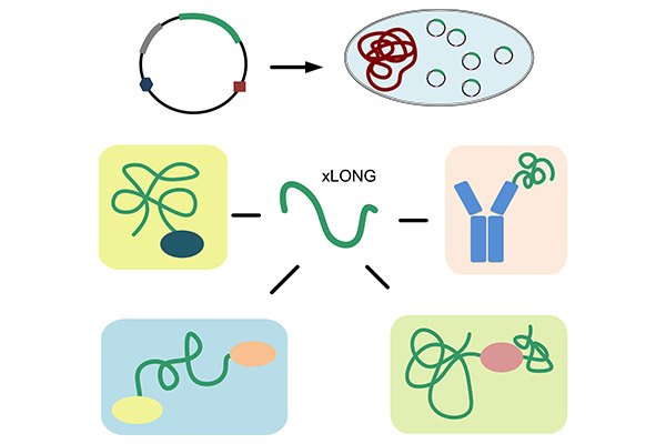xLONGylation®--重组PEG（rPEG）平台