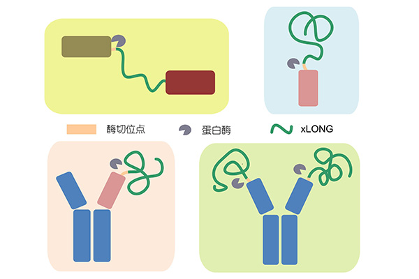 AccuBody®--肿瘤精准治疗技术平台